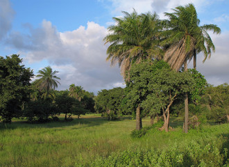 Fototapeta premium A landscape near of Diouloulou with rice crops in the region of Casamance, Senegal