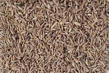 Raw cumin texture. Many cumin seeds on the pile.