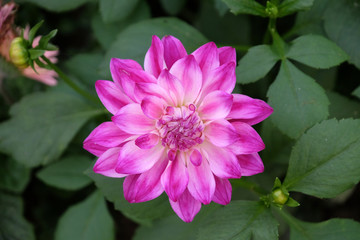 Purple dahlia flower blooms in the garden, Kumrokhali, West Bengal, India