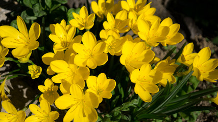 shiny fresh yellow flowers with green  leaf