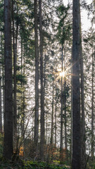 Fototapeta premium Sonnenspiel im Wald