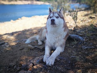 perro husky siberiano marron oliendo aire tumbado a la orilla del rio © Palopa