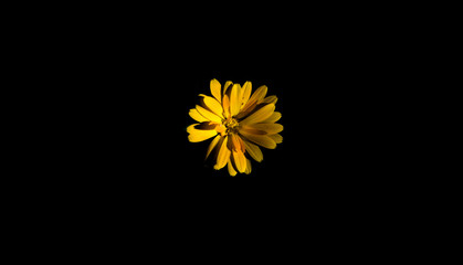 yellow flower with black background