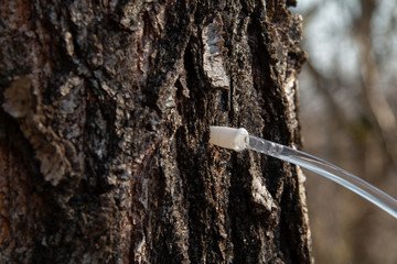 Collect birch sap in the spring. The sap flows through a plastic tube Healthy drink