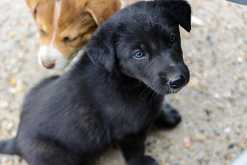 Kind, cute, small, hungry, poor, abandoned, homeless puppy wants to eat and find a master. The concept of protecting stray animals.