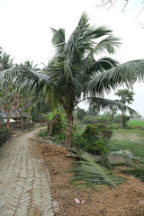 Fototapeta na wymiar Palm tree, Kumrokhali, West Bengal, India