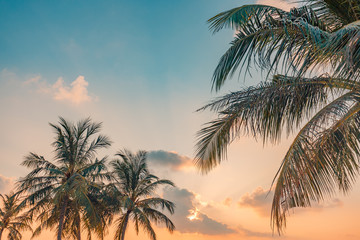 Exotic tropic palm trees against sunset sky. Silhouette of tall palm trees. Tropic evening landscape.