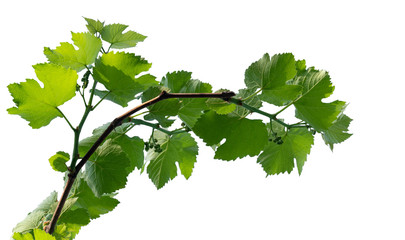 Young grape vine with grapes ovary isolated on a white background