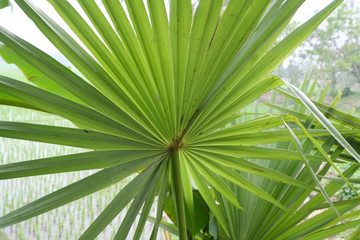 Obraz na płótnie Canvas Palm leaves, Kumrokhali, West Bengal, India
