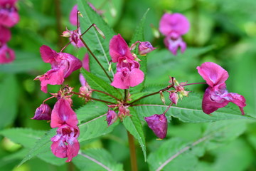 Indisches Springkraut