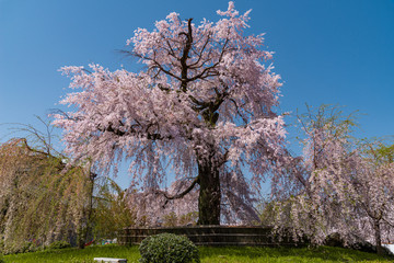日本 京都 円山公園の桜と春景色