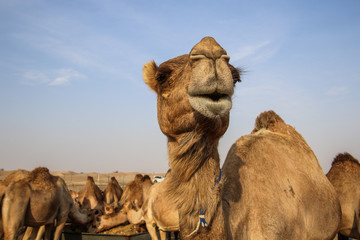 Smiling camel