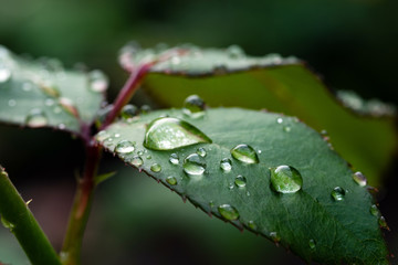 Drops of water on a rose leaf after rain. Selective focus.