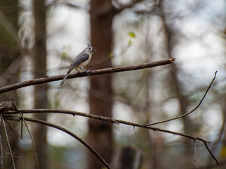 bird on branch