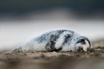 Sleeping grey seal pup on the shore early in the morning