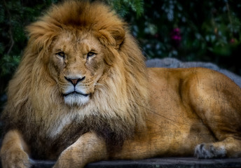 Plakat portrait of a lion