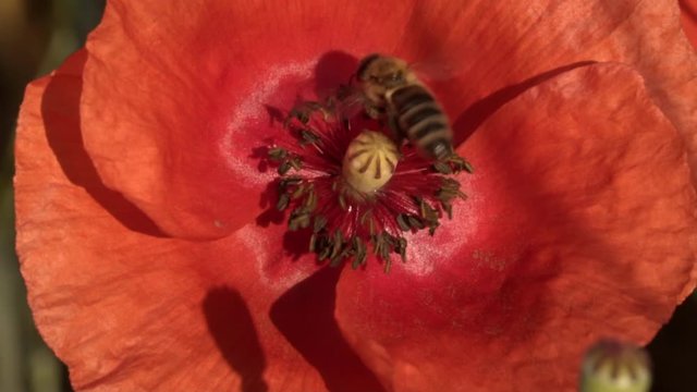 A bee on a red poppy flower collects pollen