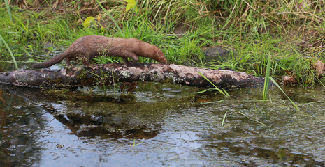 American mink (Neovison vison) fishing and swimming - posing near pond