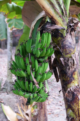Banana tree with a bunch of bananas in Kumrokhali, West Bengal, India
