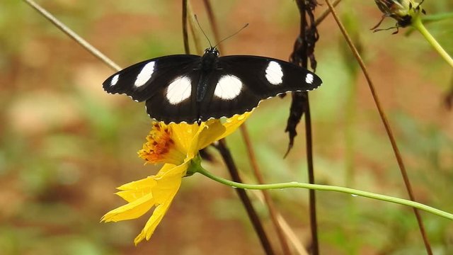 Closeup butterfly in rain on cosmo flower. Closmo flower in rain with butterfly. Monarch butterfly in closeup in rain with cosmo flower. yellow cosmo flower  ith green leaves in background