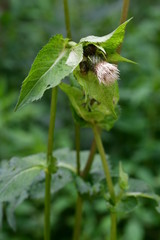 Kohl-Kratzdistel