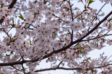 Fototapeta premium 桜
