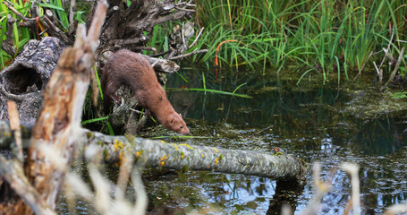 Naklejka na ściany i meble American mink (Neovison vison) fishing and swimming - posing near pond