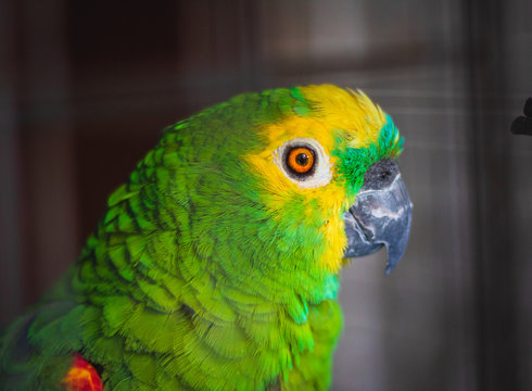 Loro de perfil observando al lente de la c&aacute;mara