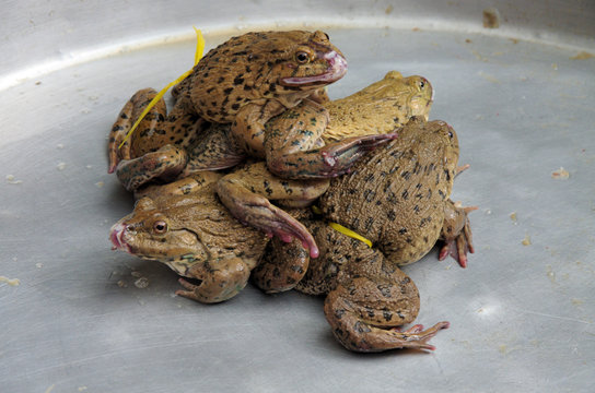 Froschschenkel