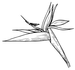 Hand drawn ink pen strelitzia on white background. Exotic flower. Vector illustation. Perfect for coloring book, print, card.