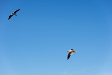Flying seagulls in lateral view