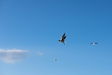 Flying seagull on the sky