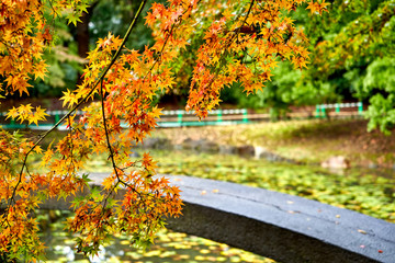 Autumn in the Japanese style garden 