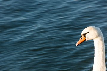 Obraz premium Closeup shot of a swan