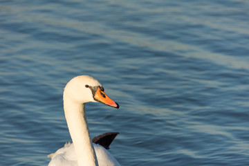 White swan on water