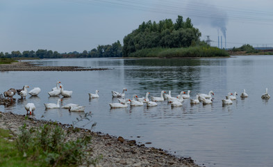 a flock of geese floats on the river