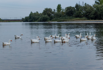 a flock of geese floats on the river