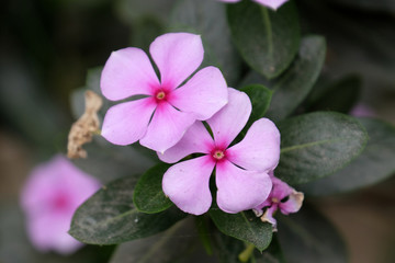 A pink flower is blooming in garden, Kumrokhali, West Bengal, India