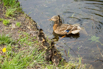 The female duck with ducklings on the bank