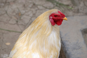 Domestic chicken on farm in Kumrokhali, West Bengal, India