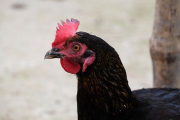 Domestic chicken on farm in Kumrokhali, West Bengal, India