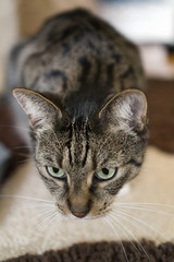 Tabby cat crouching and watching on a carpet, focus on cat's face