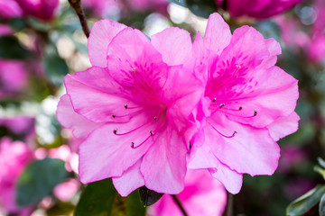 Obraz premium Pink Azalea Flowers in Bloom