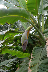 Banana tree with flower in Kumrokhali, West Bengal, India