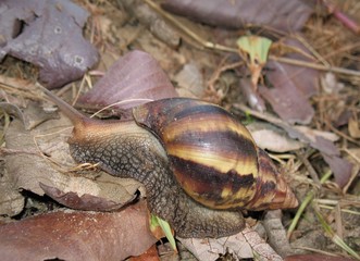 Achatinidae is a family of medium to large sized tropical land snails, terrestrial pulmonate gastropod mollusks from Africa.