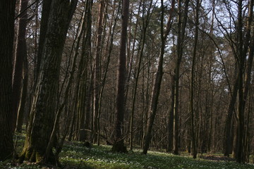 a picture of the spring forest
