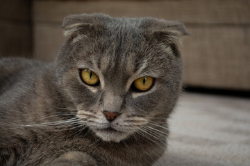 Portrait of Scottish fold cat with round golden eyes and unfolded ears looking serious 