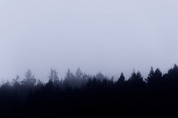 Irish landscape. Ireland, Pine, fir and perennial trees. Foggy day. Silhouette. Grey shapes.