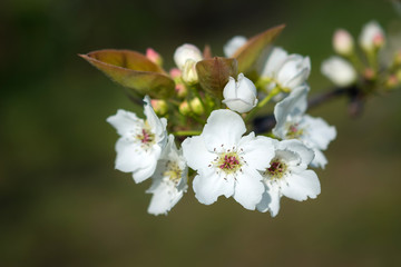 Detail of a pear flower in springtime. Macro photo
