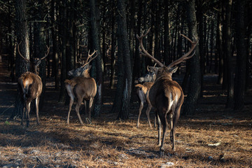 Deers in a natural park in Nazaré